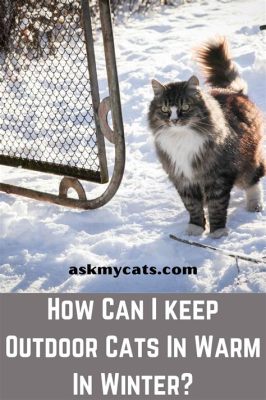 How to Keep an Outdoor Cat Inside at Night